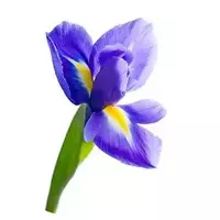 Planta de iris...